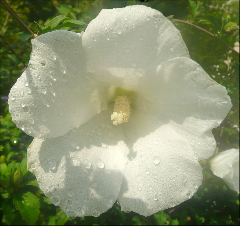 Image of Hibiscus syriacus specimen.