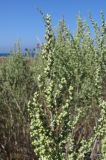 Artemisia taurica