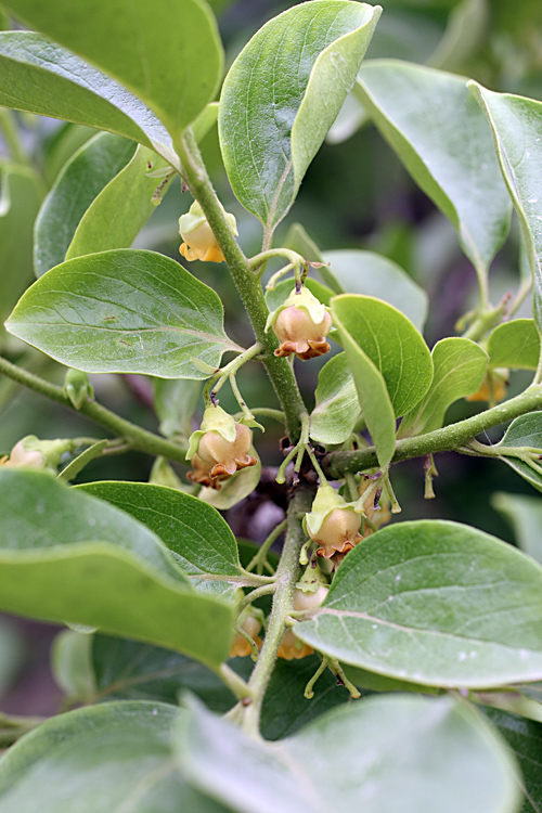 Image of Diospyros kaki specimen.