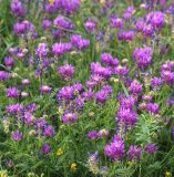 Astragalus onobrychis. Цветущие растения. Воронежская обл., Павловский р-н, окр. с. Михайловка (Шипов лес). 19.06.2011.