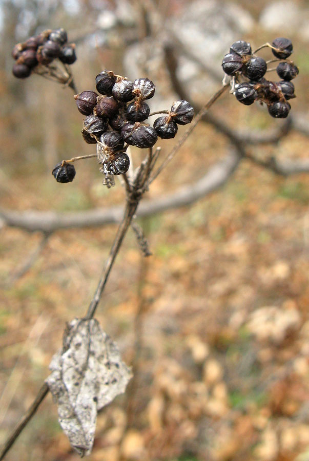 Изображение особи Smyrnium perfoliatum.