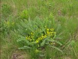 Astragalus henningii. Цветущее растение на восстанавливающемся бывшем пастбище. Украина, Донецкая обл., Новоазовский р-н, балка Безыменная. 09.05.2011.