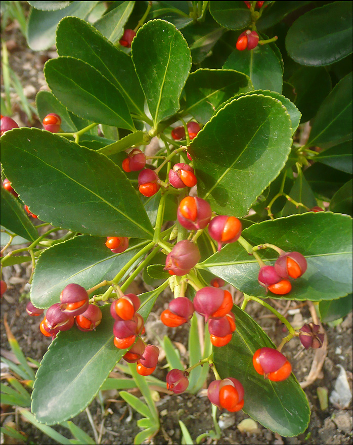 Image of Euonymus japonicus specimen.