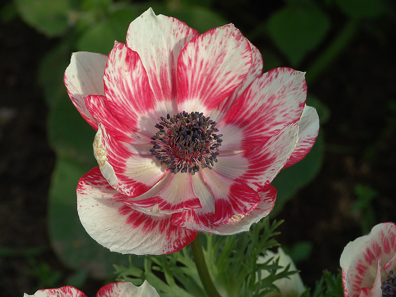 Image of Anemone coronaria specimen.