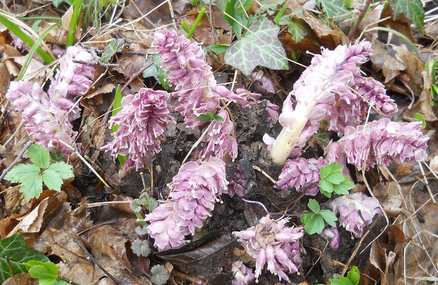 Изображение особи Lathraea squamaria.