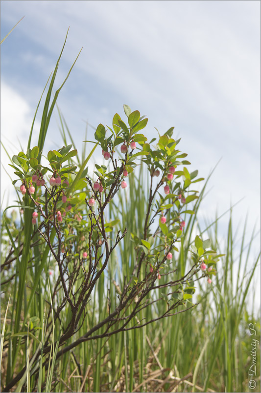 Image of Vaccinium uliginosum specimen.