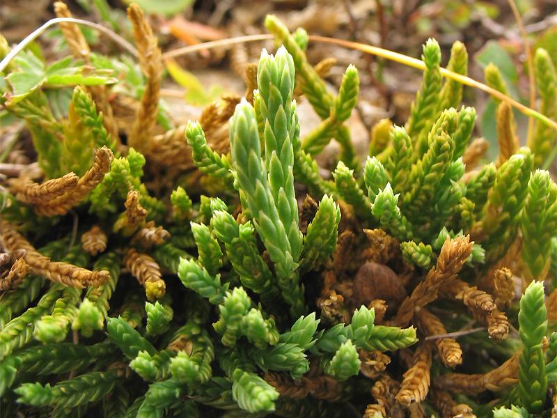 Image of Diphasiastrum alpinum specimen.