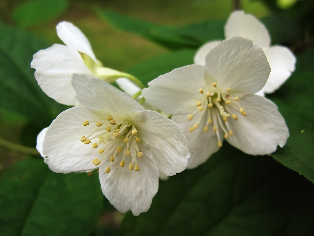 Image of Philadelphus coronarius specimen.