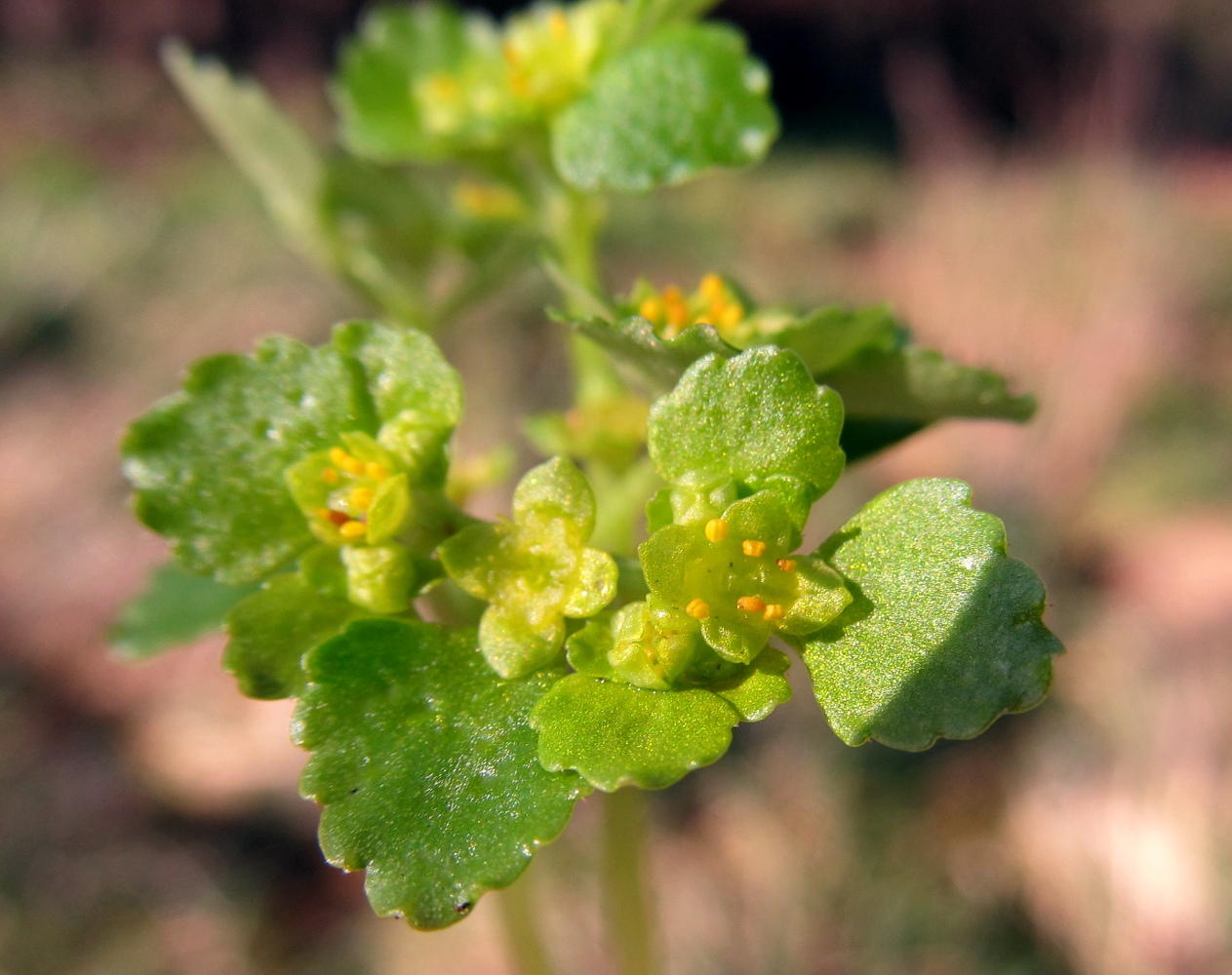 Image of Chrysosplenium oppositifolium specimen.