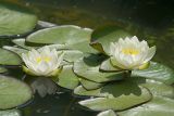 Nymphaea candida