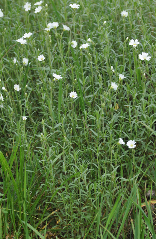 Image of Cerastium arvense specimen.