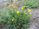 Potentilla taurica