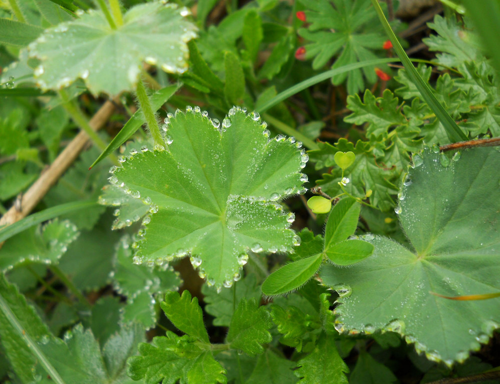 Изображение особи род Alchemilla.