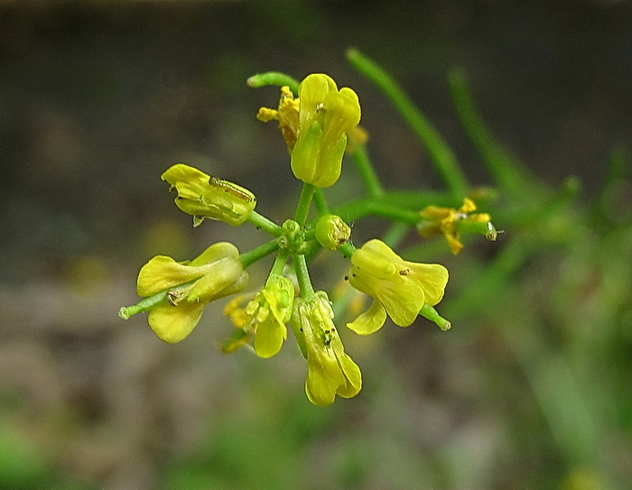 Image of Barbarea vulgaris specimen.