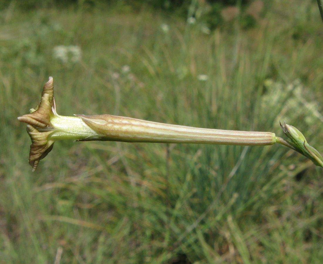 Image of Silene bupleuroides specimen.