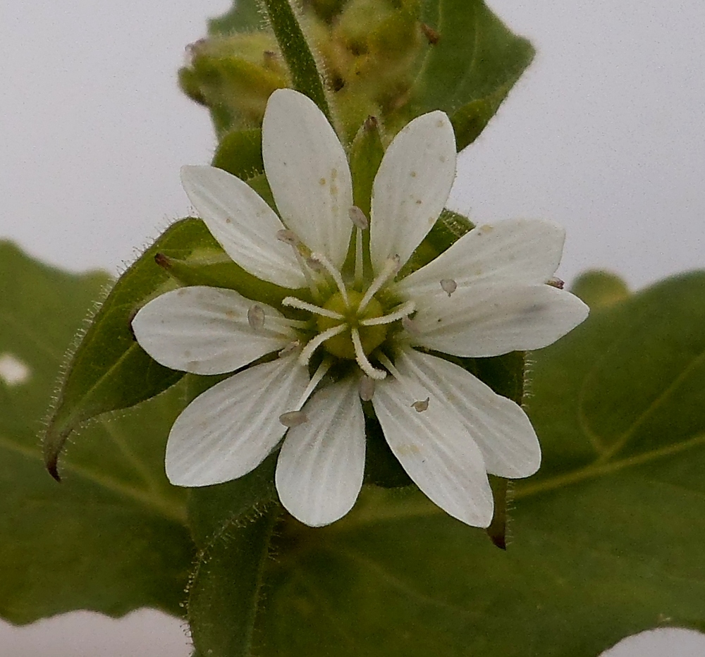 Image of Myosoton aquaticum specimen.