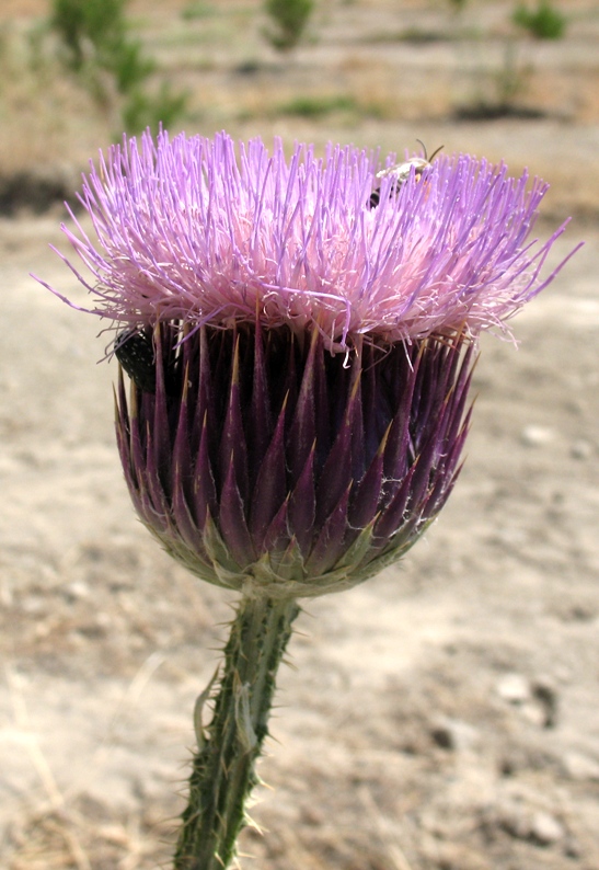 Image of Onopordum leptolepis specimen.