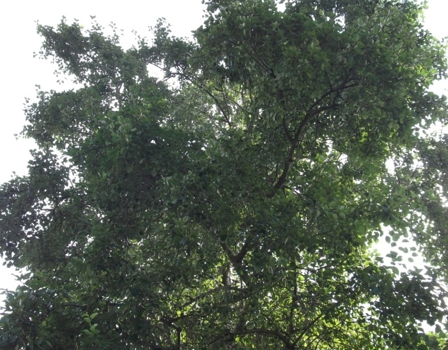 Image of Populus maximowiczii specimen.