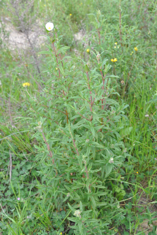 Image of Cistus monspeliensis specimen.