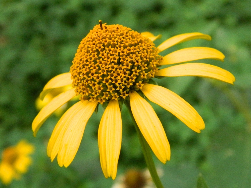 Image of Heliopsis helianthoides ssp. scabra specimen.