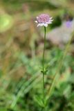 Astrantia maxima. Верхушка цветущего растения. Республика Адыгея, плато Лаго-Наки, ур. Верх. Цица. 24.07.2012.