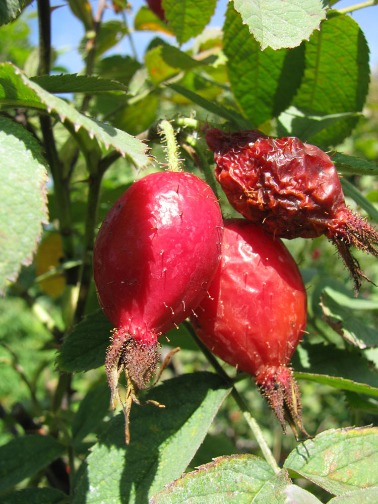 Image of genus Rosa specimen.