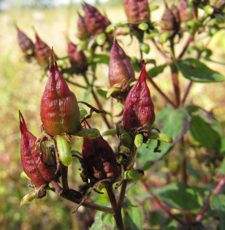 Image of Hypericum maculatum specimen.