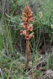 Orobanche gracilis