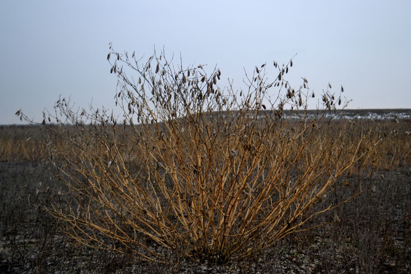 Image of Zygophyllum fabago specimen.