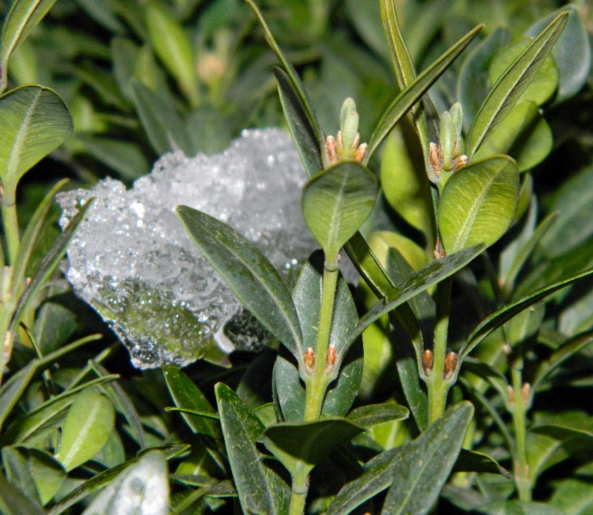 Image of Buxus sempervirens specimen.