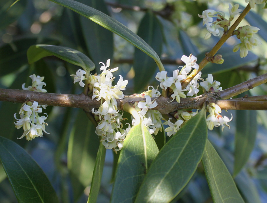 Изображение особи Osmanthus &times; burkwoodii.