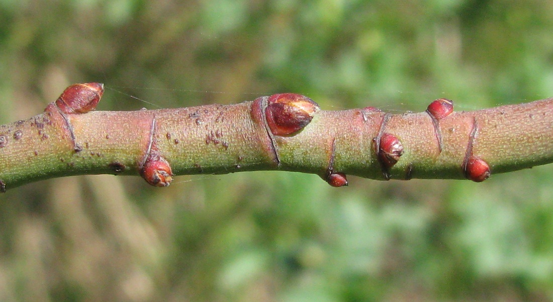 Image of genus Rosa specimen.