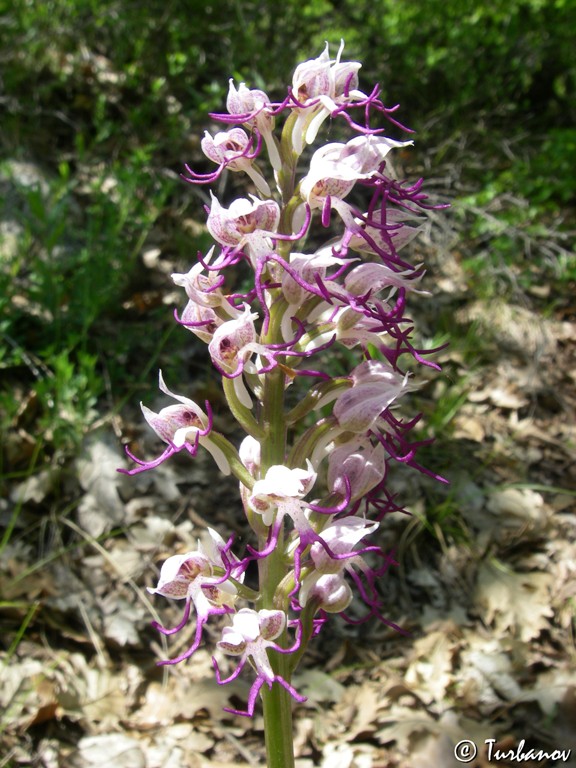 Image of Orchis simia specimen.