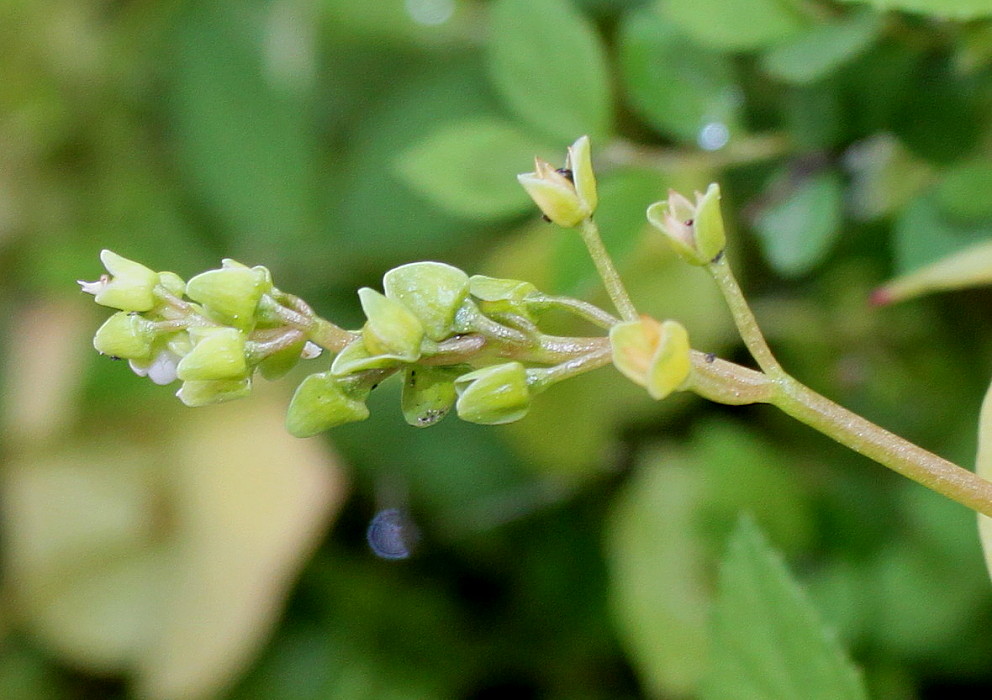 Image of Claytonia perfoliata specimen.