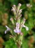 Nepeta nuda