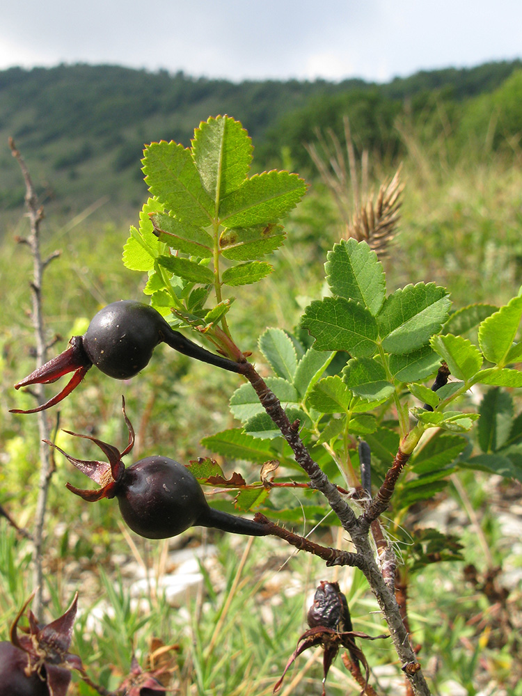 Изображение особи Rosa spinosissima.