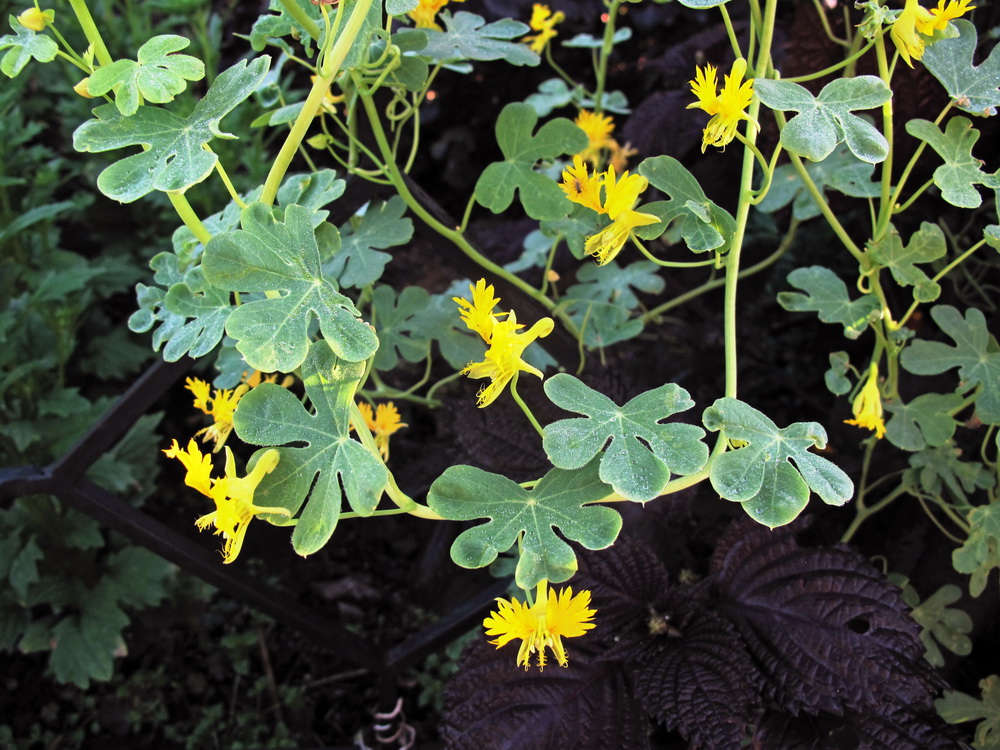 Image of Tropaeolum peregrinum specimen.