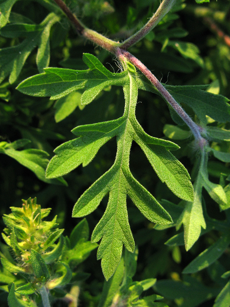 Image of Ambrosia artemisiifolia specimen.