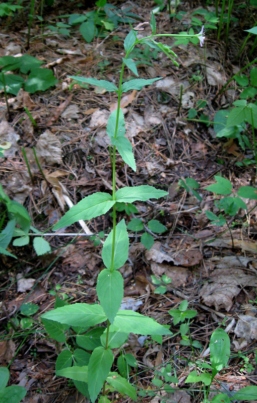 Image of Epilobium montanum specimen.