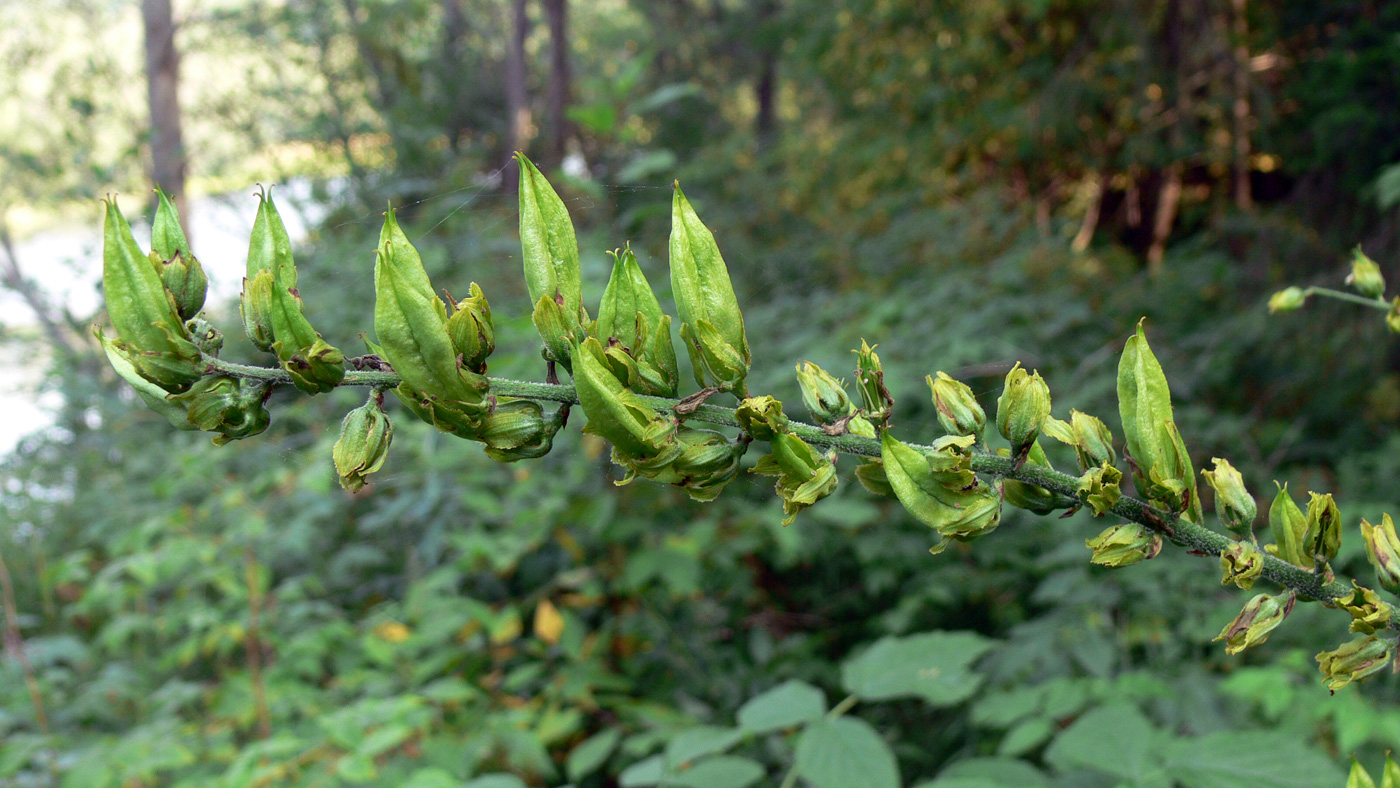 Изображение особи Veratrum lobelianum.