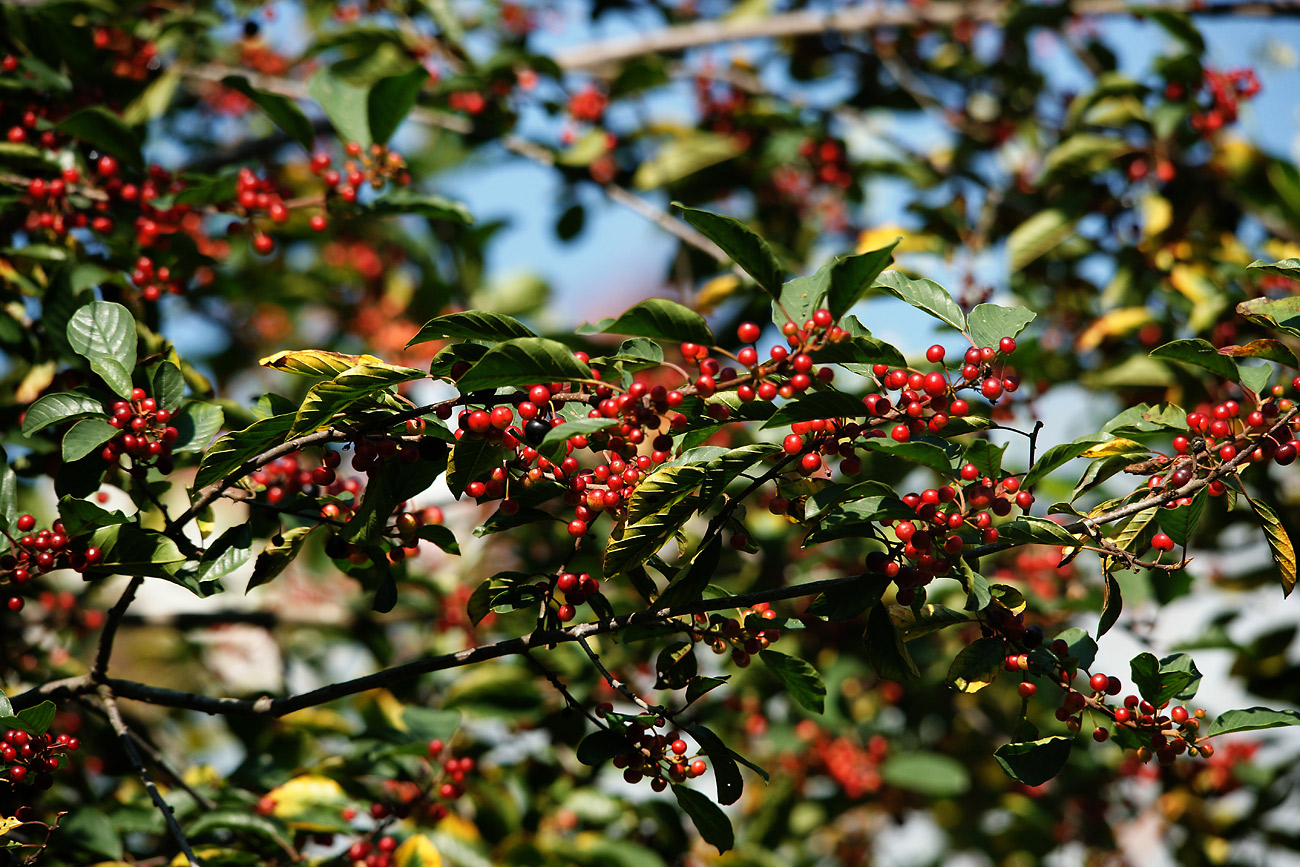 Изображение особи Frangula alnus.