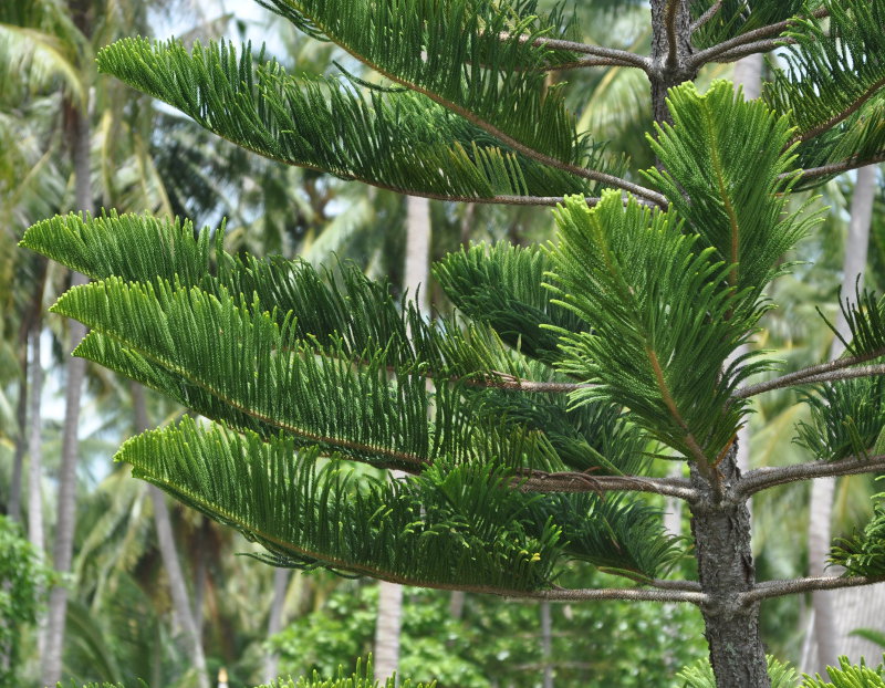 Image of Araucaria heterophylla specimen.