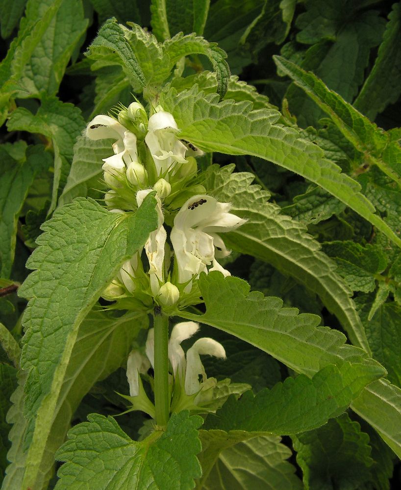 Image of Lamium album ssp. orientale specimen.