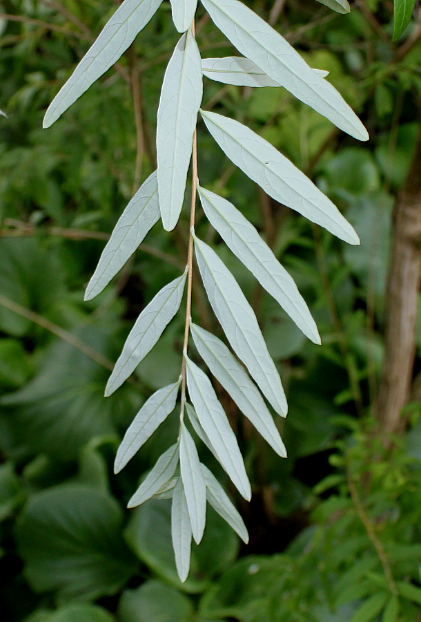 Image of Buddleja alternifolia specimen.