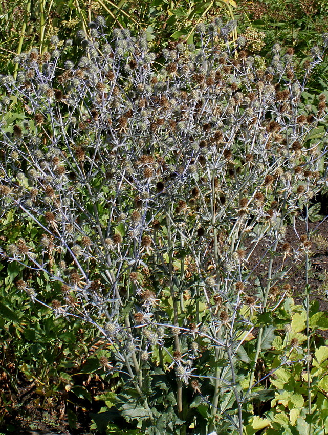 Изображение особи Eryngium palmatum.