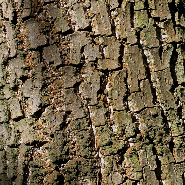 Image of Diospyros lotus specimen.