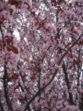 genus Prunus