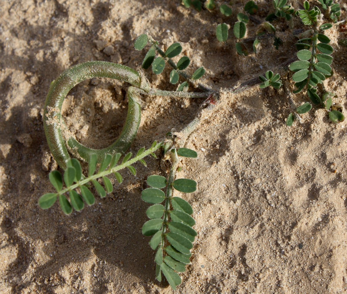 Image of Astragalus callichrous specimen.