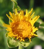 Inula helenium. Распускающееся соцветие. Восточный Казахстан, Уланский р-н, окр.с. Украинка, луг. 05.07.2005.