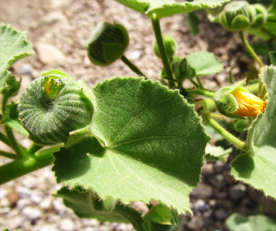 Изображение особи Abutilon hirtum.